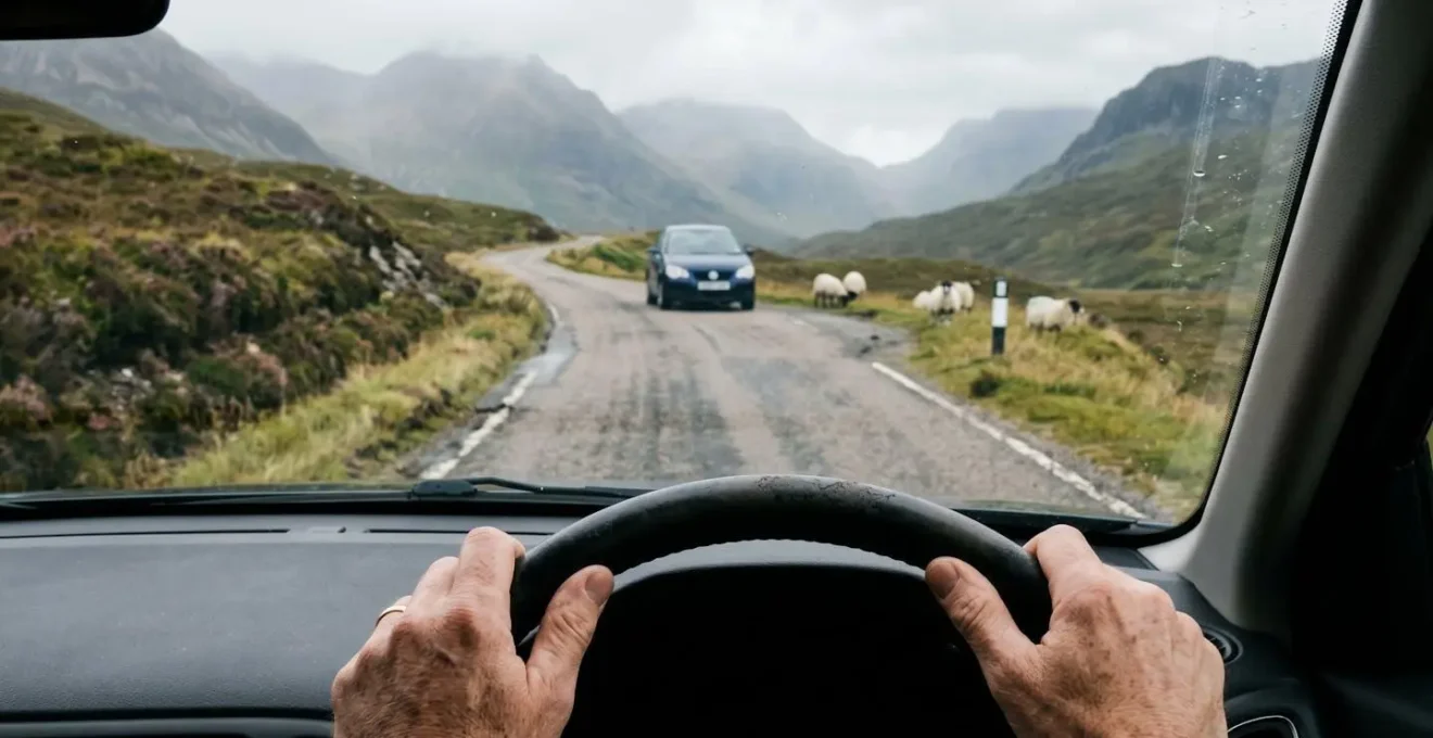 Car waiting at a passing place on narrow Highland road with sheep nearby