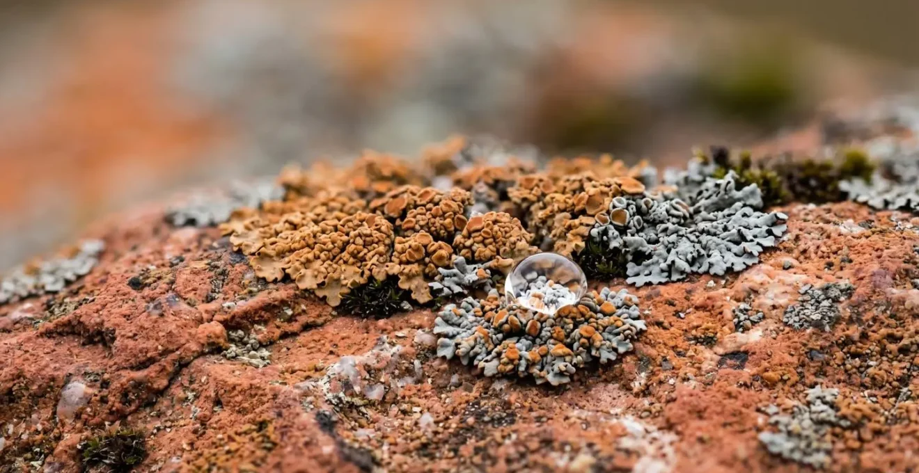 Extreme close-up of weathered Neolithic stone surface showing delicate lichen ecosystems