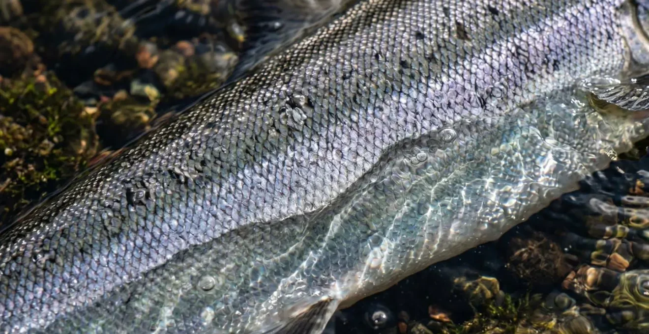 Extreme close-up of wild Atlantic salmon scales showing natural iridescent patterns